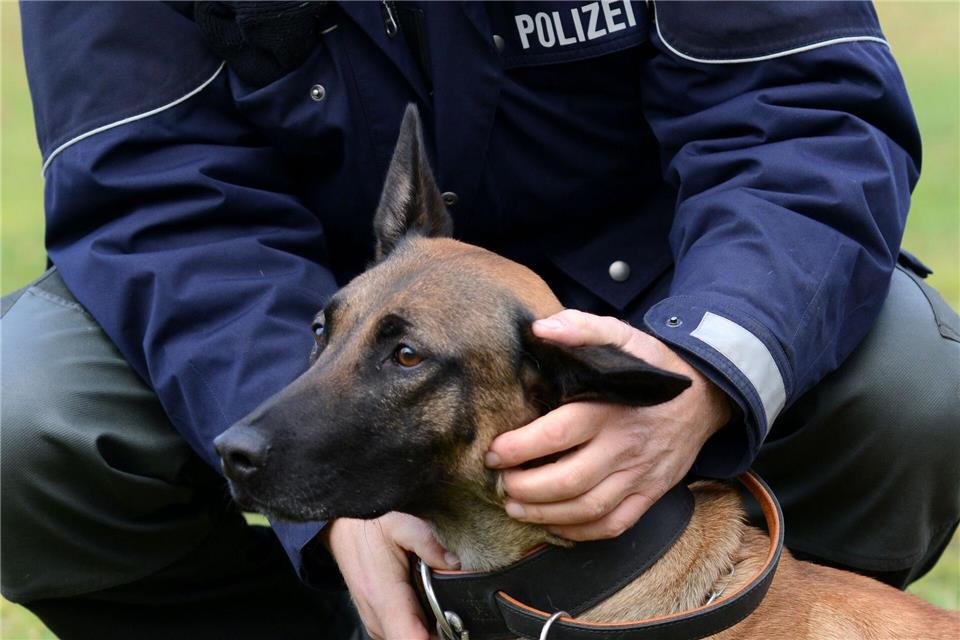 Welpen, die den Polizeitest nicht bestehen, können privat ihr Glück finden. (Archivbild)picture alliance / dpa