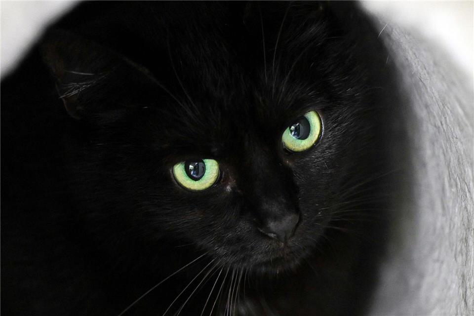 Wem die Katze gehört, war laut Polizei zunächst nicht bekannt. (Symbolbild)Soeren Stache/dpa