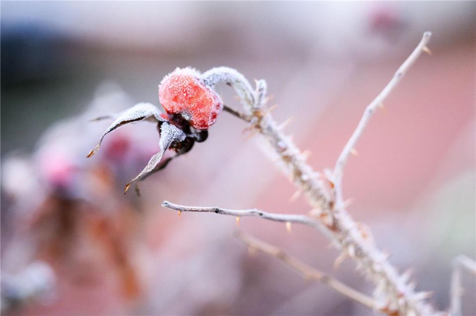 Wenig Wolken und Wind aus dem Süden waren Gründe für die tiefen Temperaturen bis in den Morgen hinein. (Symbolbild)Julian Stratenschulte/dpa