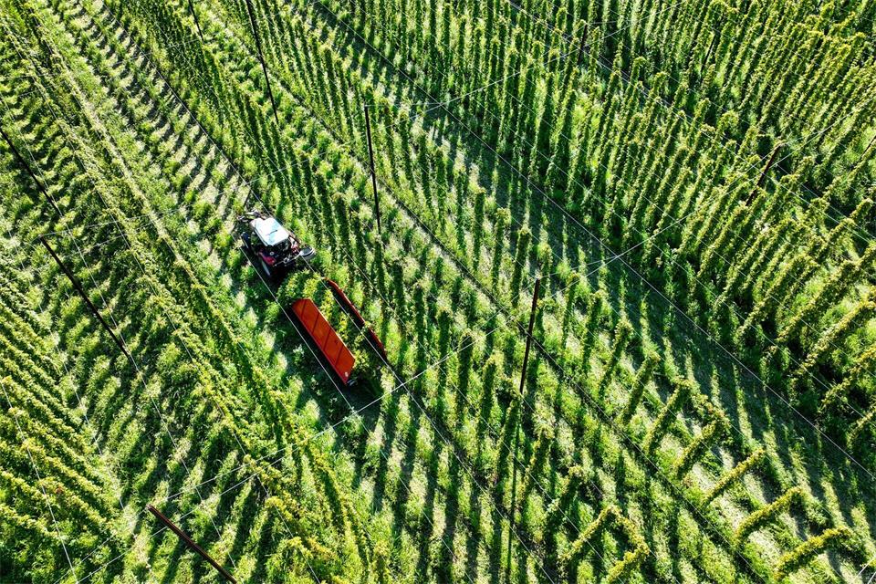 Weniger Ertrag bei Hopfenernte in Tettnang. (Archivbild)Felix Kästle/dpa