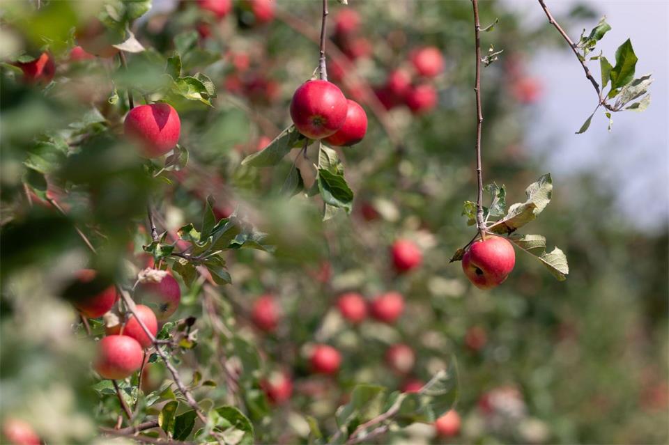 Weniger, aber süßere Äpfel erwarten Hessens Apfelbauern zur Erntezeit. Lea Winkler/dpa