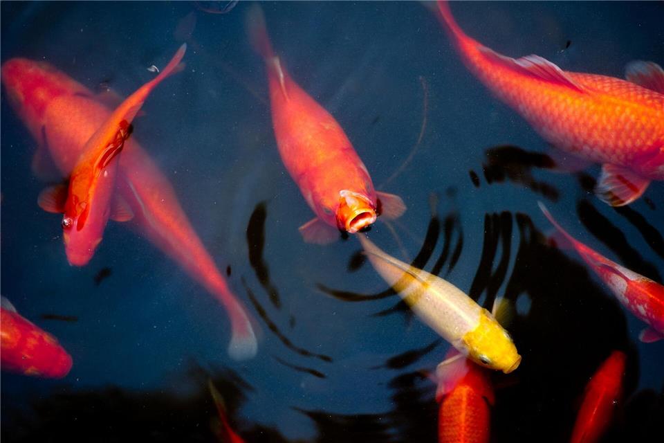 Wenn Fische an der Oberfläche öfter nach Luft schnappen, wird Sauerstoff im Wasser knapp.picture alliance/dpa/dpa-Zentralbild