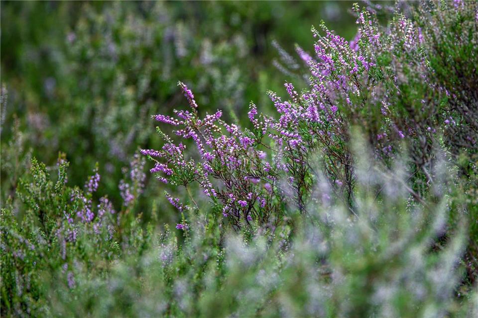 Wenn Heideflächen zu viel Trockenheit ausgesetzt werden, leiden die Pflanzen. Der Effekt ist ungleich höher, wenn sich derartige Phasen häufen - so die Ergebnisse einer wissenschaftlichen Untersuchung auf Hiddensee. (Symbolbild) Jens Büttner/dpa