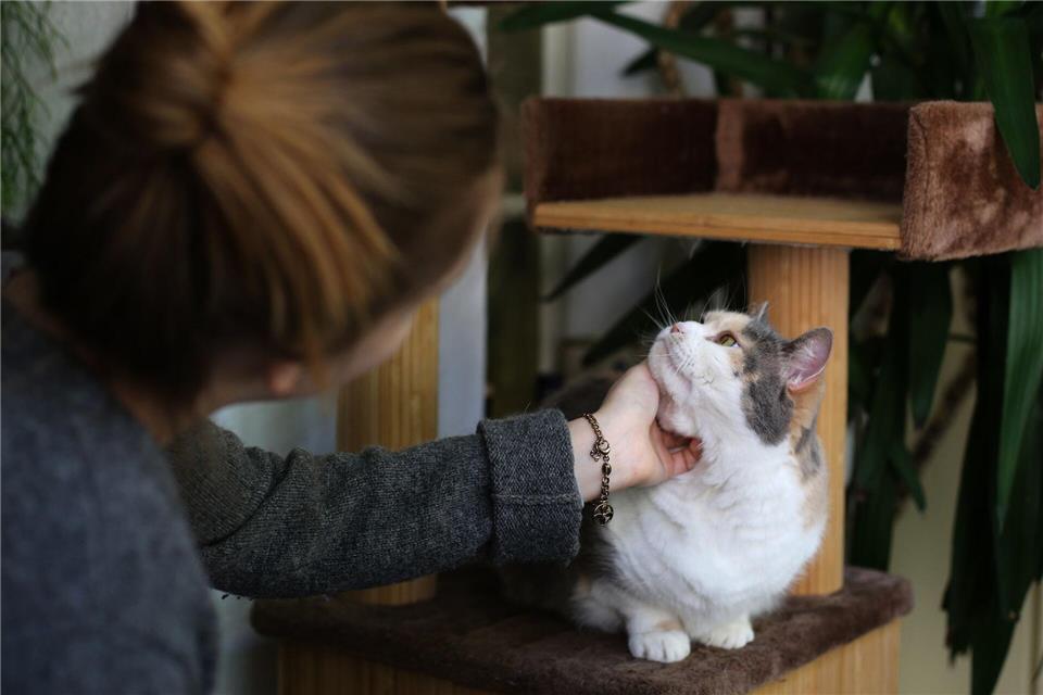 Wenn Katzenhalter auf Reisen sind, sollte täglich jemand nach dem Tier schauen.picture alliance / dpa Themendienst