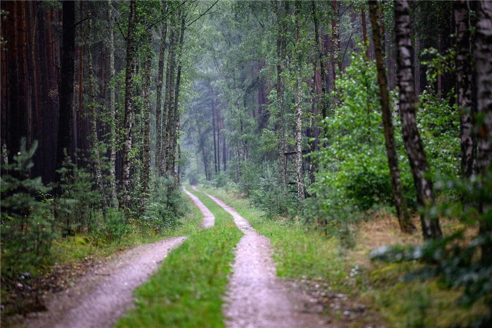 Wenn Spaziergänger und Wanderer auf den Wegen im Wald bleiben, werden Wildtiere nicht gestört. (Symbolfoto) Bernd von Jutrczenka/dpa
