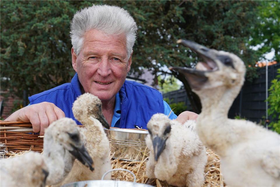 Wenn Storchennachwuchs aus dem Nest fällt oder geworfen wird oder deren Eltern sich nicht mehr kümmern können, springt Storchenbetreuer Jürgen Pelch ein. In diesem Jahr musste er noch nicht aushelfen. Das Bild ist aus dem Jahr 2023.Marcus Brandt/dpa