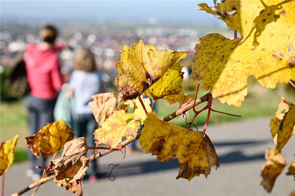Wenn das Herbstwetter mitspielt, gibt es viele Wanderwege zu entdecken - zum Beispiel zwischen bunten Weinreben. (Symbolbild)Uwe Anspach/dpa