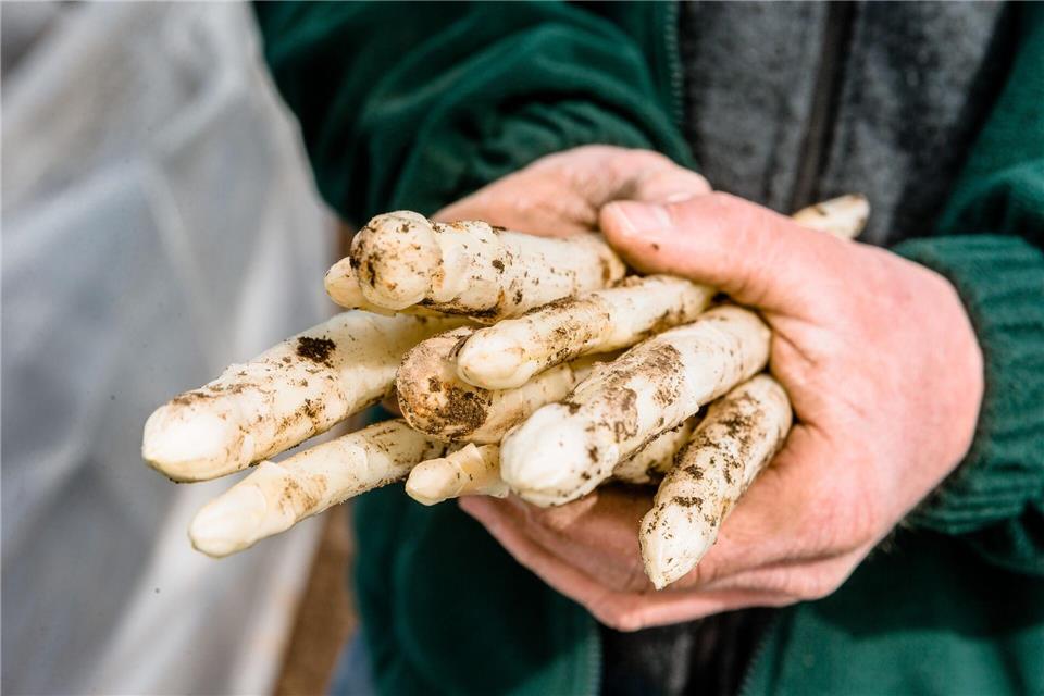 Wenn der Spargel frisch gestochen wurde, ist er am leckersten. Und mit dem Knack-Test lässt sich testen, ob er geschält werden muss. Markus Scholz/dpa-tmn