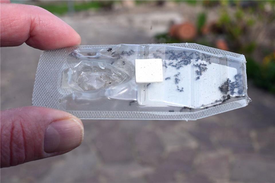 Wenn der Verdacht auf Tapinoma magnum besteht, sollten sich die Bürgerinnen in Schleswig-Holstein zur sicheren Artbestimmung und dem Absprechen des weiteren Vorgehens an das Landesamt für Umwelt wenden. (Archivbild)Uli Deck/dpa