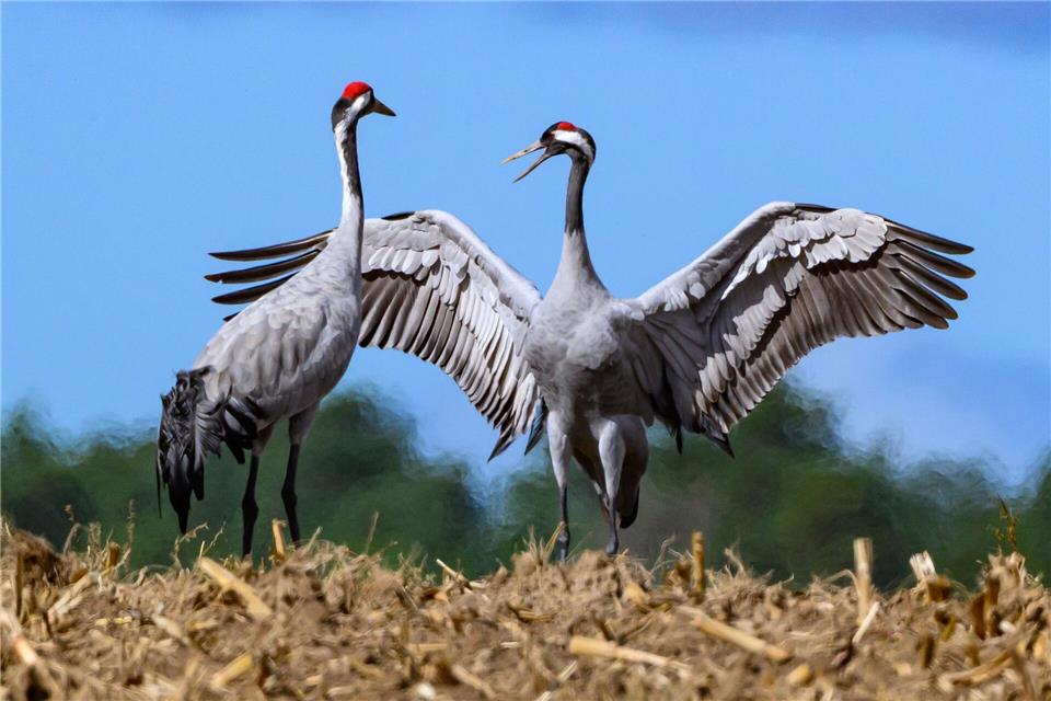 Wenn der Winter naht, machen sich die Kraniche auf den Weg in den warmen Süden, um genug Nahrung zu finden. Viele bleiben inzwischen jedoch auch schon in Deutschland. Vogelschützer sorgen sich aktuell darum, dass sich die Vogelgrippe bei ihnen ausbreitet. (Archivbild) Patrick Pleul/dpa/ZB
