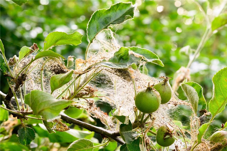 Wenn die Gespinste bereits größer als ein Tischtennisball sind, sind die Raupen im Inneren der Gespinste vor der Bekämpfungsmaßnahme geschützt. (Archivbild)Julian Stratenschulte/dpa