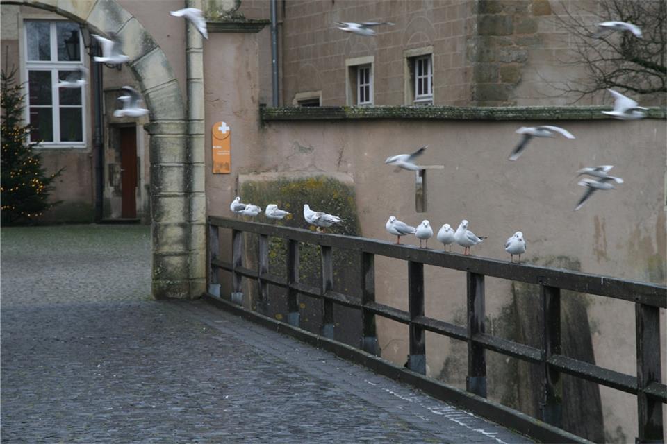 Wenn die Möwen sich sammeln, erinnert die Szenerie schon etwas an Hitchcocks Filmklassiker „Die Vögel“.