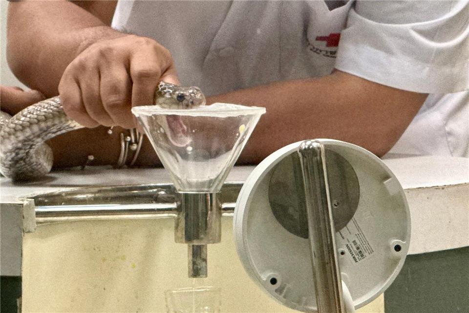 Wenn die Schlange in die Kunststoff-Membran beißt, fließt Gift aus ihrem Maul in einen Glasbehälter.Carola Frentzen/dpa