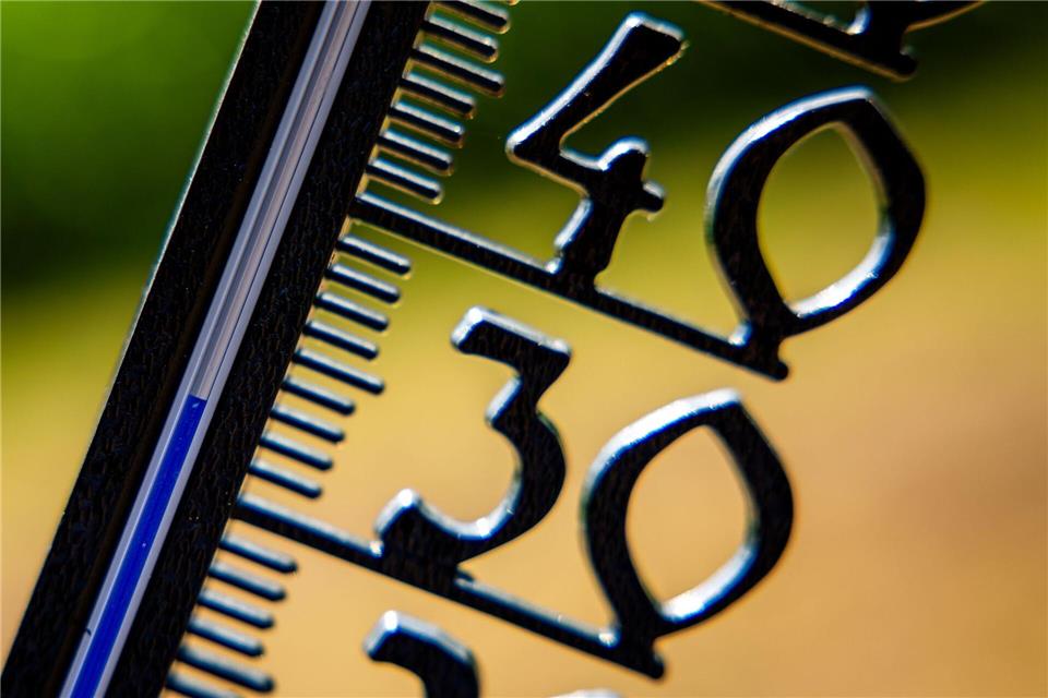 Wenn die Temperaturen steigen, leiden viele Pflanzen unter Hitzestress.Jens Büttner/dpa/dpa-tmn