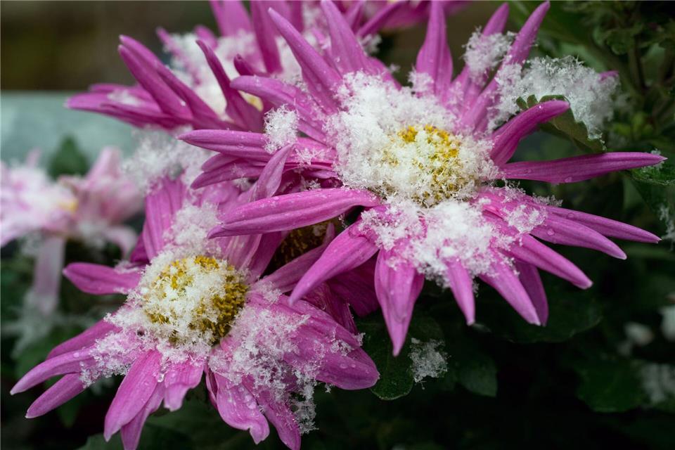 Wenn die ersten Flocken fallen, strahlen Chrysanthemen noch immer in voller Schönheit.Soeren Stache/dpa/dpa-tmn