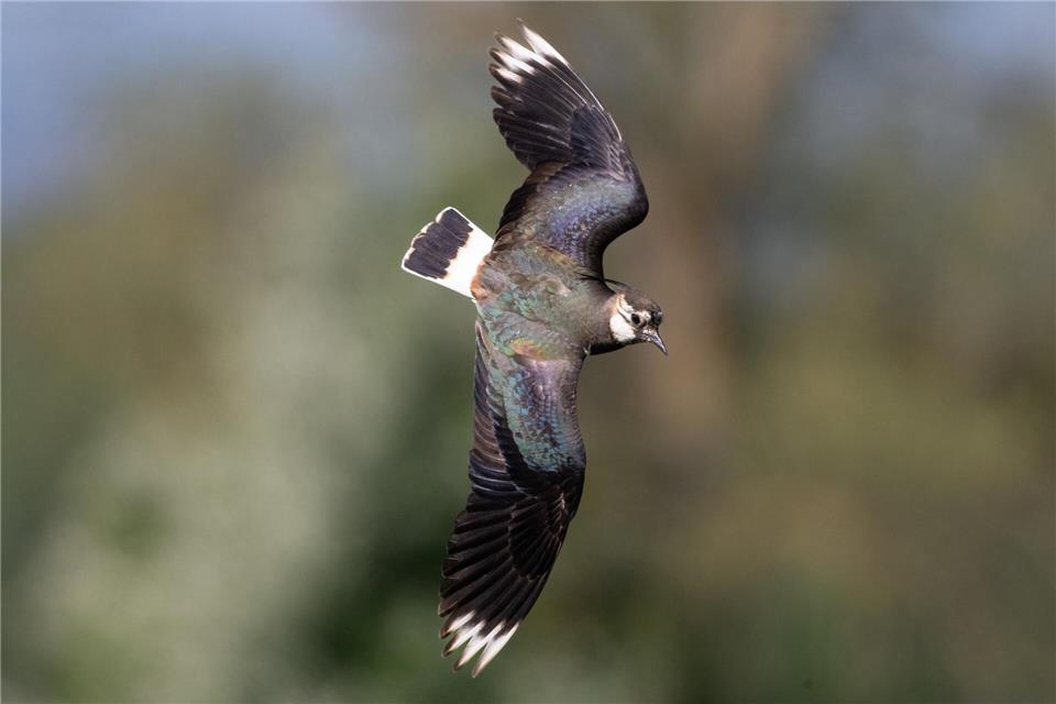 Wenn ein Vogel in großen Schwärmen lebt, wie der Kiebitz, kommen spezielle Zählmethoden zum Einsatz. (Archivbild)Boris Roessler/dpa