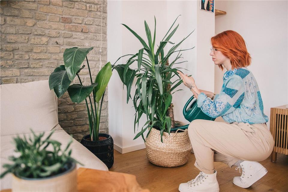 Wenn es draußen fröstelt, ist es Zeit, Zimmerpflanzen etwas mehr Aufmerksamkeit zu schenken.picture alliance / dpa-tmn