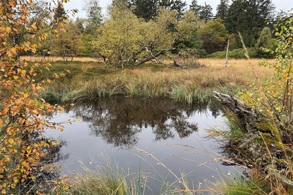 Wenn es häufiger regnet, füllen sich die Vertiefungen im Hochmoor wieder mit Wasser. Michael Bauer/dpa