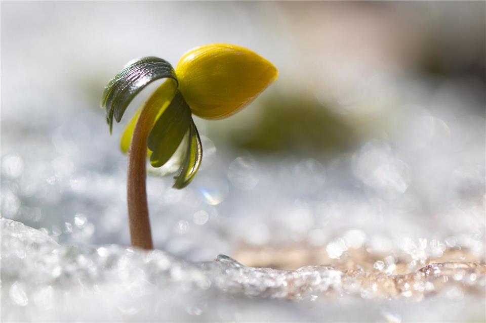 Wenn es wieder wärmer wird, erwacht die Natur.Sebastian Kahnert/dpa