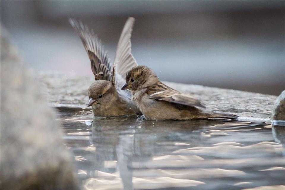 Wenn im Winter natürliche Wasserstellen zufrieren, sind Spatzen und andere Vögel auf Hilfe angewiesen.Frank Rumpenhorst/dpa/dpa-tmn