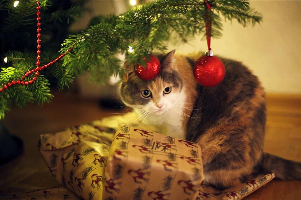 Wenn’s am Weihnachtsbaum glitzert und funkelt: Katzenbesitzer sollten allerdings auf Lametta verzichten. Es kann gefährlich für Darm oder Speiseröhre werden.picture alliance/dpa/dpa-tmn