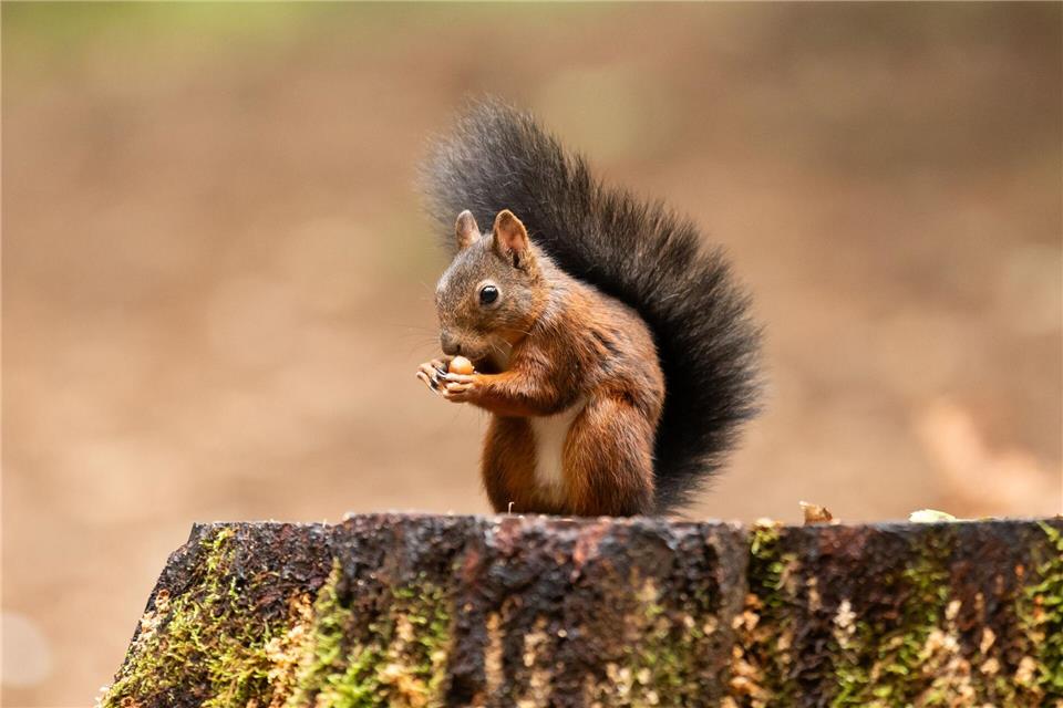 Wer Eichhörnchen im Winter helfen möchte, kann mit Nüssen, Samen und einer sicheren Futterstelle viel bewirken.picture alliance/dpa