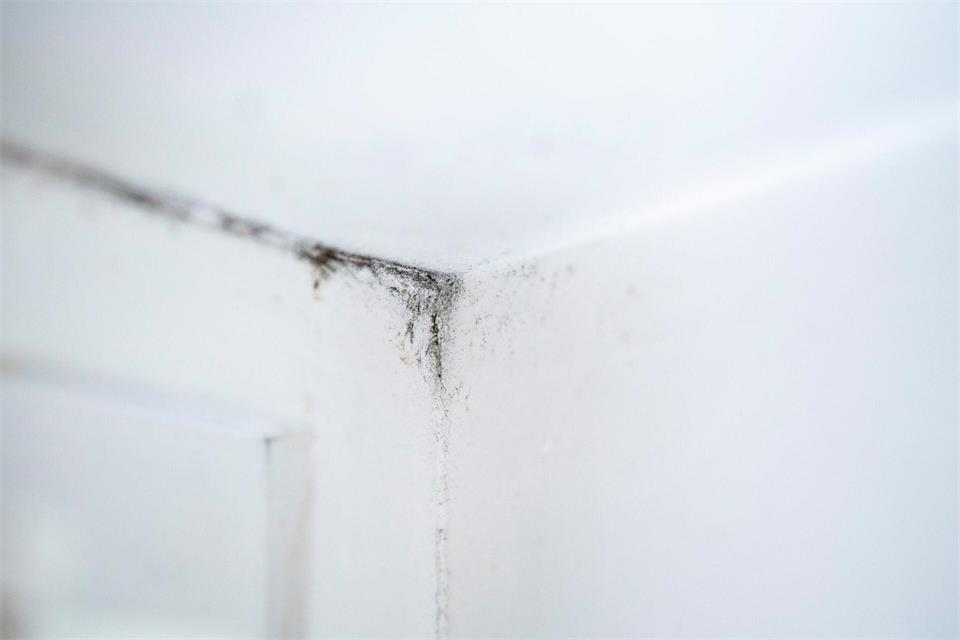 Wer Schimmelflecken an der Wand entdeckt, sollte erst die Ursache klären – dann kann man kleine, oberflächliche Stellen oft selbst behandeln.picture alliance / dpa-tmn
