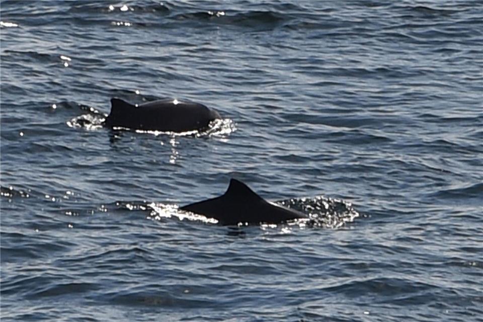 Wer Schweinswale beobachten will, braucht Geduld und Glück. (Archivbild)Carsten Rehder/dpa