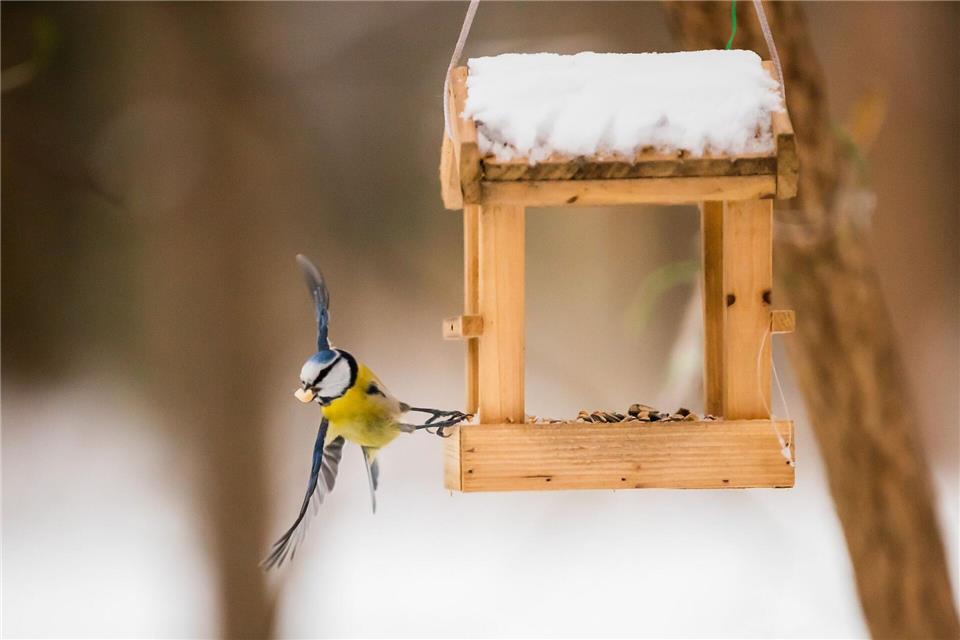 Wer Vögeln bei geschlossener Schneedecke etwas Gutes tun will, greift am besten zu Körner- und Fettfutter aus dem Fachhandel. picture alliance/dpa