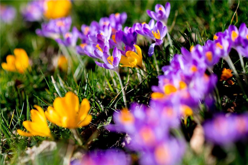 Blumenzwiebeln pflanzen - so blüht es im Frühjahr bunt Wer ab Ende September Blumenzwiebeln pflanzt, kann sich im Frühjahr über bunte Frühblüher freuen.picture alliance/dpa
