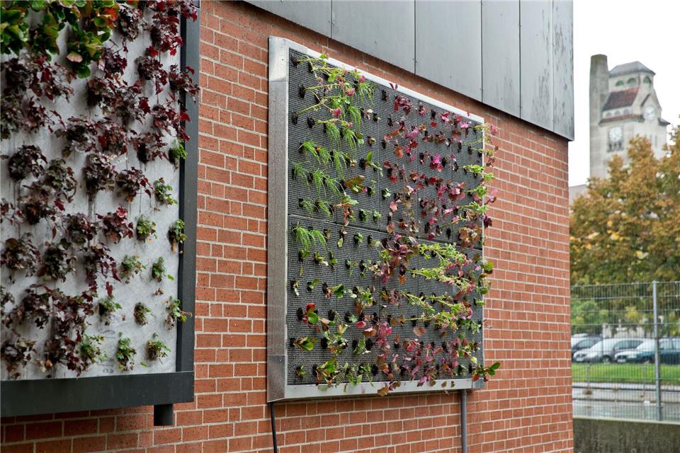 Wer an der Hauswand Pflanzen, Module oder Rankhilfen anbringen will, sollte vorab die Fassade genau überprüfen.Daniel Karmann/dpa/dpa-tmn