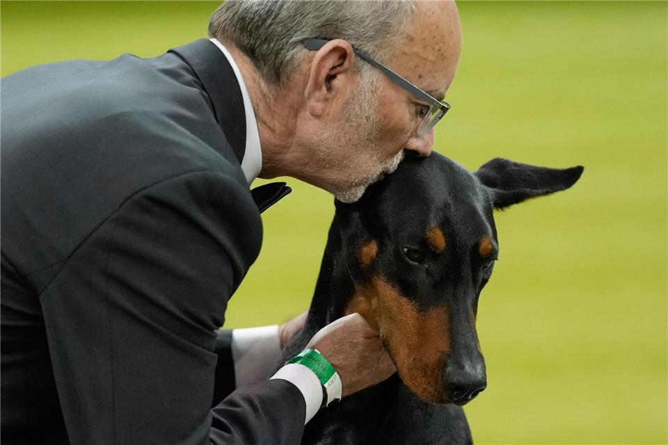 Wer bei der weltberühmten Westminster-Hundeshow den wichtigsten Preis gewinnt, wird oft zu einem Star. Yuki Iwamura/AP/dpa