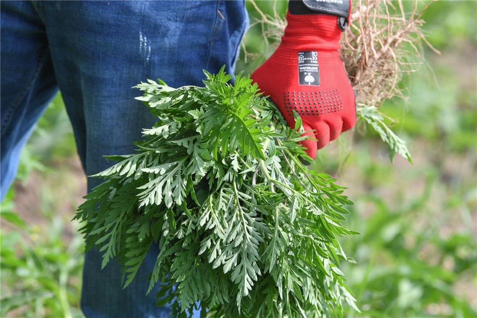 Wer die Ambrosia in seinem Garten entdeckt, sollte sie aus dem Weg schaffen. Handschuhe schützen dabei vor Hautreizungen.picture alliance/dpa/dpa-Zentralbild