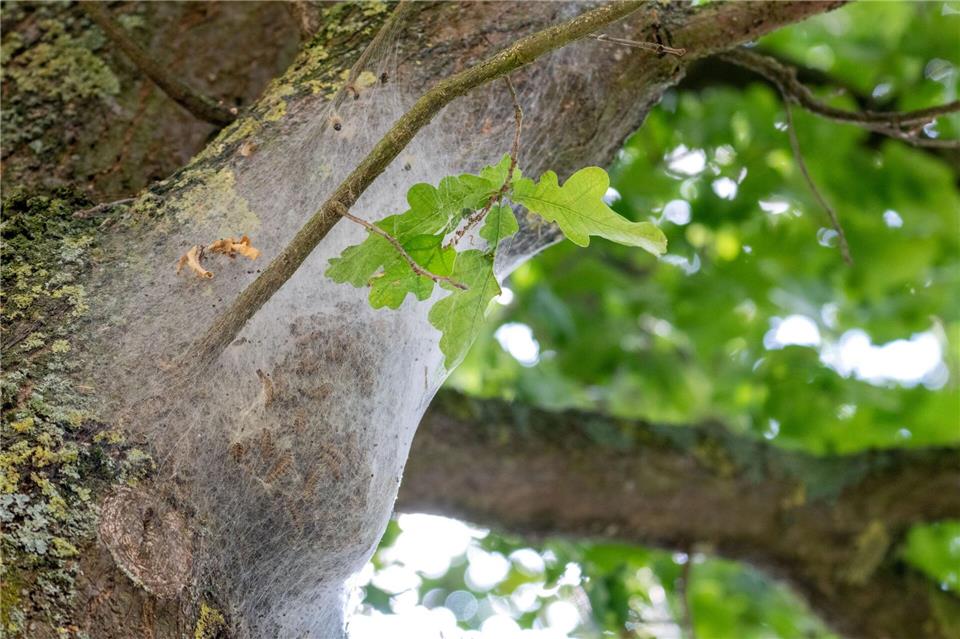 Wer ein Nest mit solchen Gespinsten entdeckt, sollte Abstand halten. (Archivbild)Pia Bayer/dpa