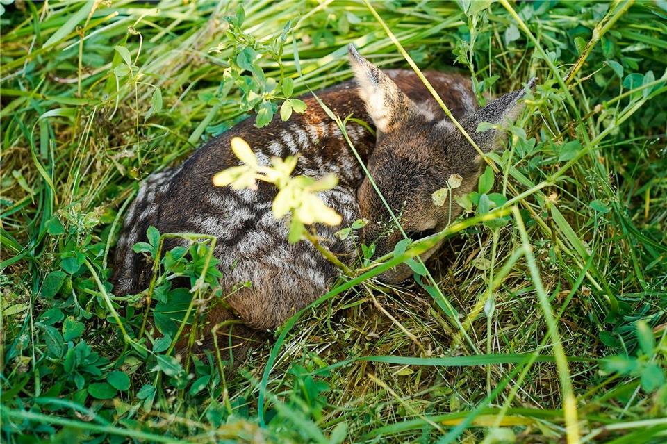 Wer ein Rehkitz findet, sollte es nicht anfassen und Fachleute kontaktieren. (Symbolbild)Uwe Anspach/dpa