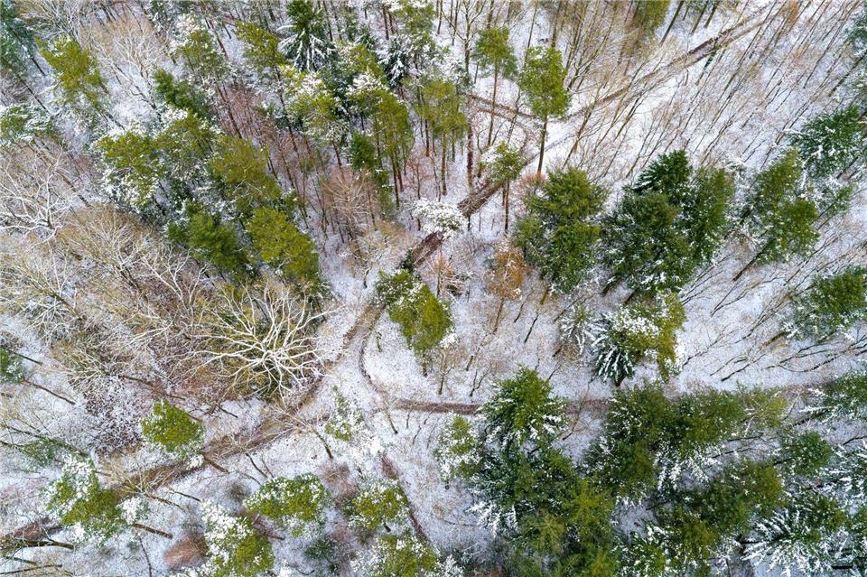 Wer ein paar grundlegende Dinge beachtet, kann in den nächsten Tagen schöne Waldspaziergänge erleben. Sina Schuldt/dpa