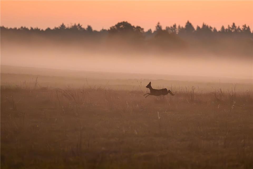 Wer ein verletztes Wildtier findet, kann sich künftig zur Beratung an „Wildtiernah Berlin“ wenden. (Symbolbild)Patrick Pleul/dpa