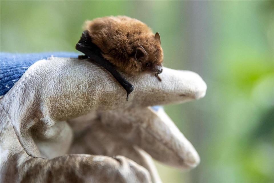 Wer eine Fledermaus findet und bergen will, sollte stets Handschuhe tragen.Daniel Karmann/dpa/dpa-tmn