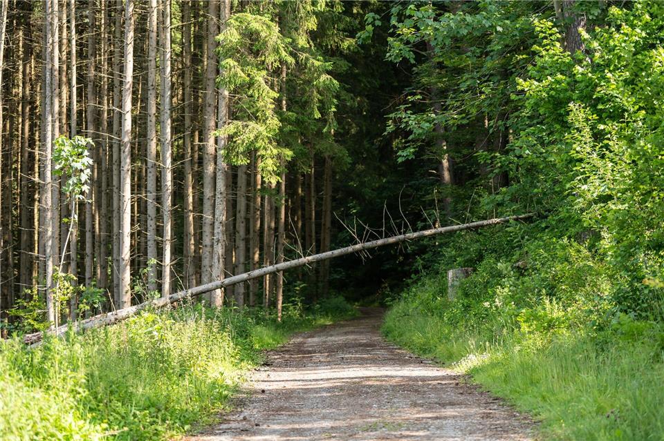Wer einen Hinweis gibt, kann den Bearbeitungsstand bei der Forstbehörde verfolgen. (Symbolbild)Silas Stein/dpa