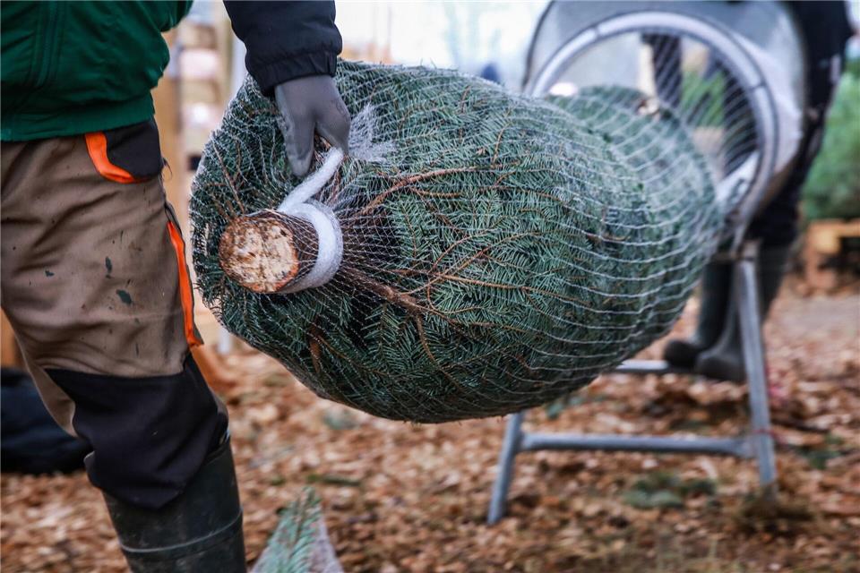 Wer einen Weihnachtsbaum kauft, sollte darauf achten, dass der Anschnitt frisch aussieht.picture alliance / dpa-tmn