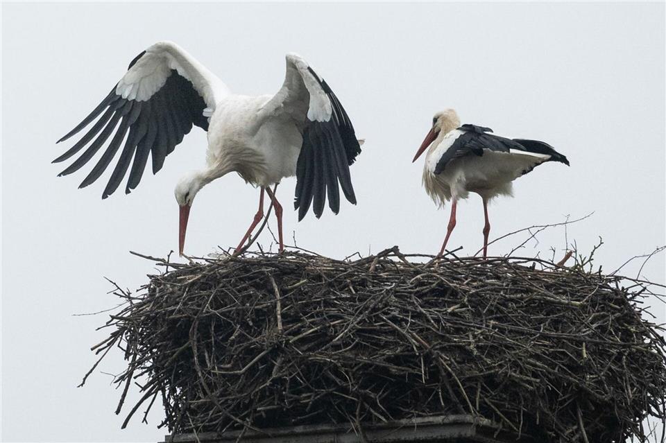 Wer früh da ist, hat einen Vorteil bei der Suche nach einem Horstplatz. Fabian Strauch/dpa
