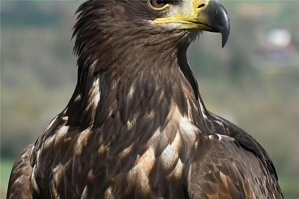 Wer glaubt, Romeo gesichtet zu haben, soll sich bei der Greifenwarte melden.-/Greifenwarte Burg Guttenberg/dpa
