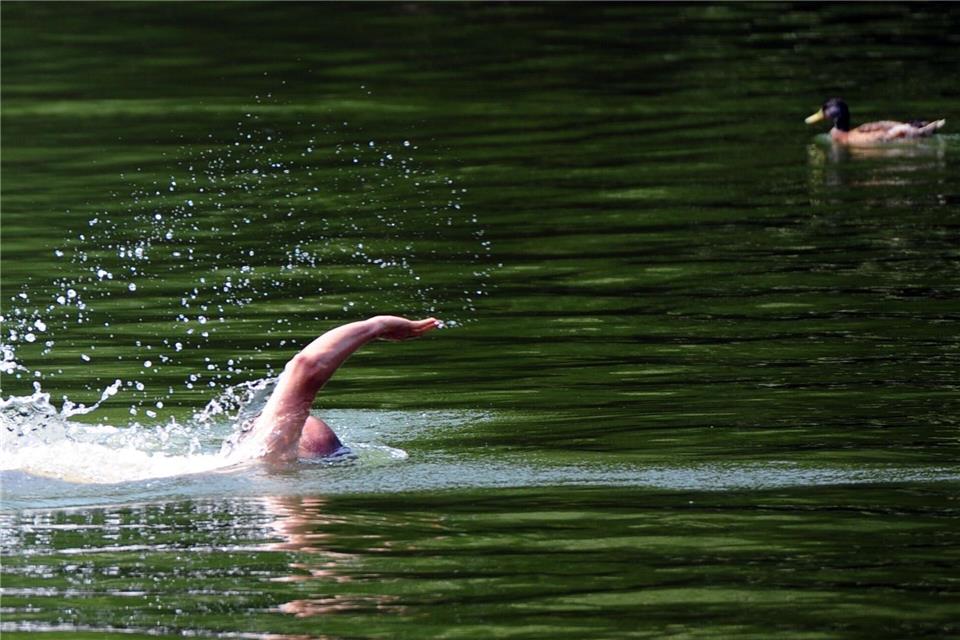 Wer im See schwimmt, ist nie allein - im Gewässer sind auch viele Fische unterwegs. Daniel Reinhardt/dpa/dpa-tmn