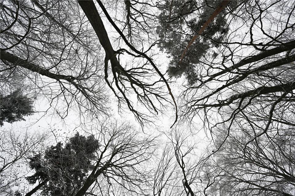Wer im Wald unterwegs ist, sollte sich an gewisse Verhaltensweisen halten. (Archivbild)Arne Dedert/dpa
