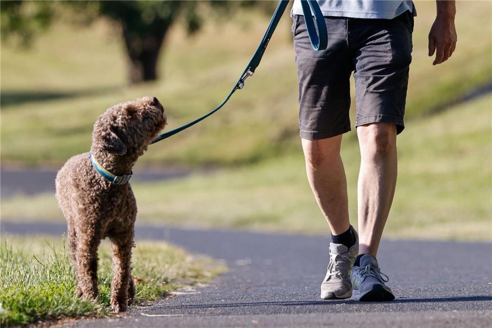 Wer in Bremen einen Hund bekommt, muss künftig eine Prüfung absolvieren.Focke Strangmann/dpa