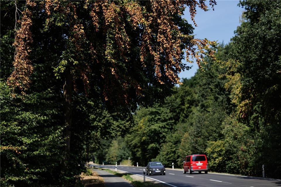Wer in diesen Wochen draußen unterwegs ist, wähnt sich vielerorts bereits im Herbst.David Ebener/dpa