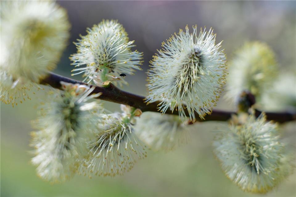 Wer jetzt Zweige abschneidet, nimmt hungrigen Tieren buchstäblich das Futter weg.Uwe Anspach/dpa