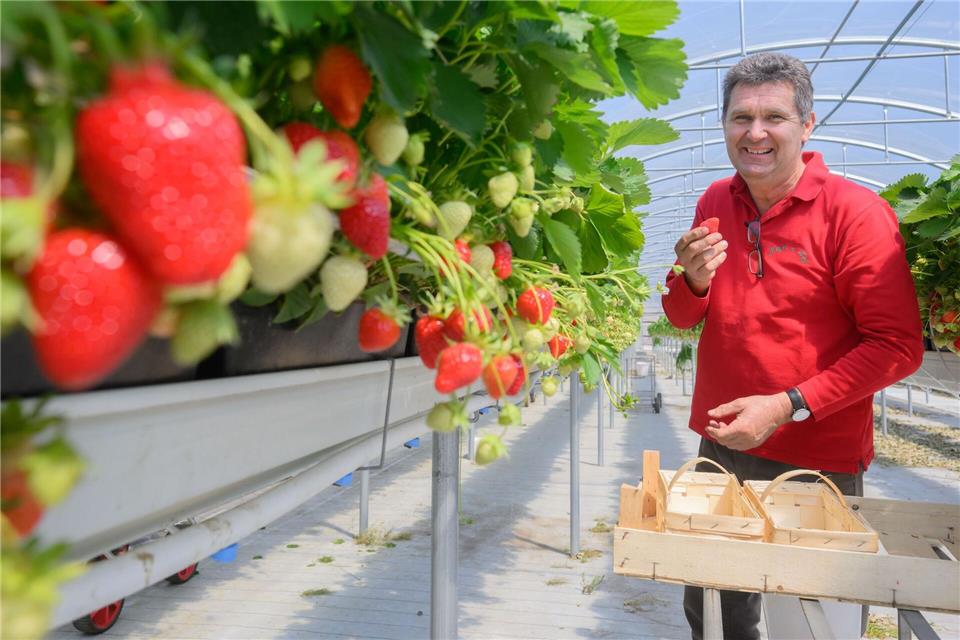 Wer selbst Erdbeeren pflücken möchte, kann das laut Landvolk spätestens ab Juni bei vielen Betrieben im Land machen. Julian Stratenschulte/dpa
