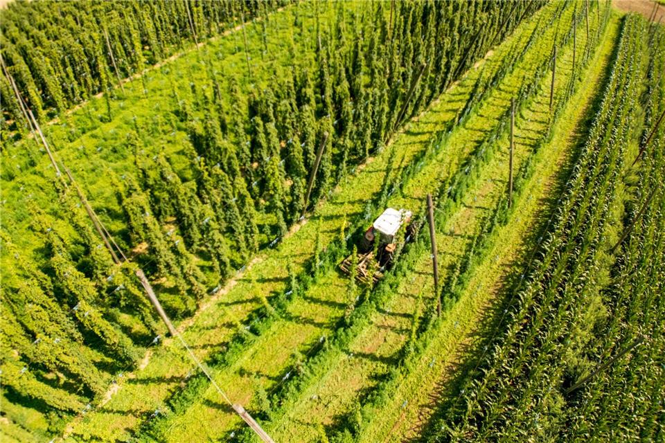 „Wer sich rechtzeitig anpasst, kann gestärkt aus dieser Phase hervorgehen“, ist der Vorsitzende des Deutschen Hopfenwirtschaftsverbands, Pascal Piroué, überzeugt. (Archivbild)Peter Kneffel/dpa