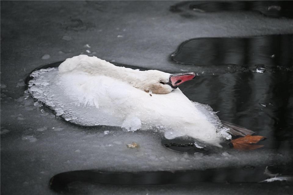 Wer tote Tiere in Berlin sieht, sollte sie dem zuständigen Veterinäramt melden. (Symbolbild)Britta Pedersen/dpa